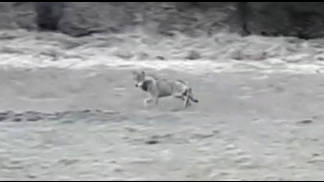 Wolf im Landkreis gesichtet