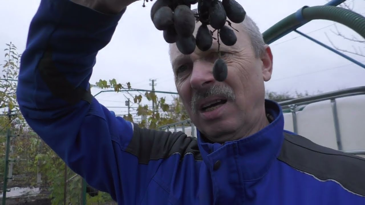 Ще три форми покинули мій виноградник