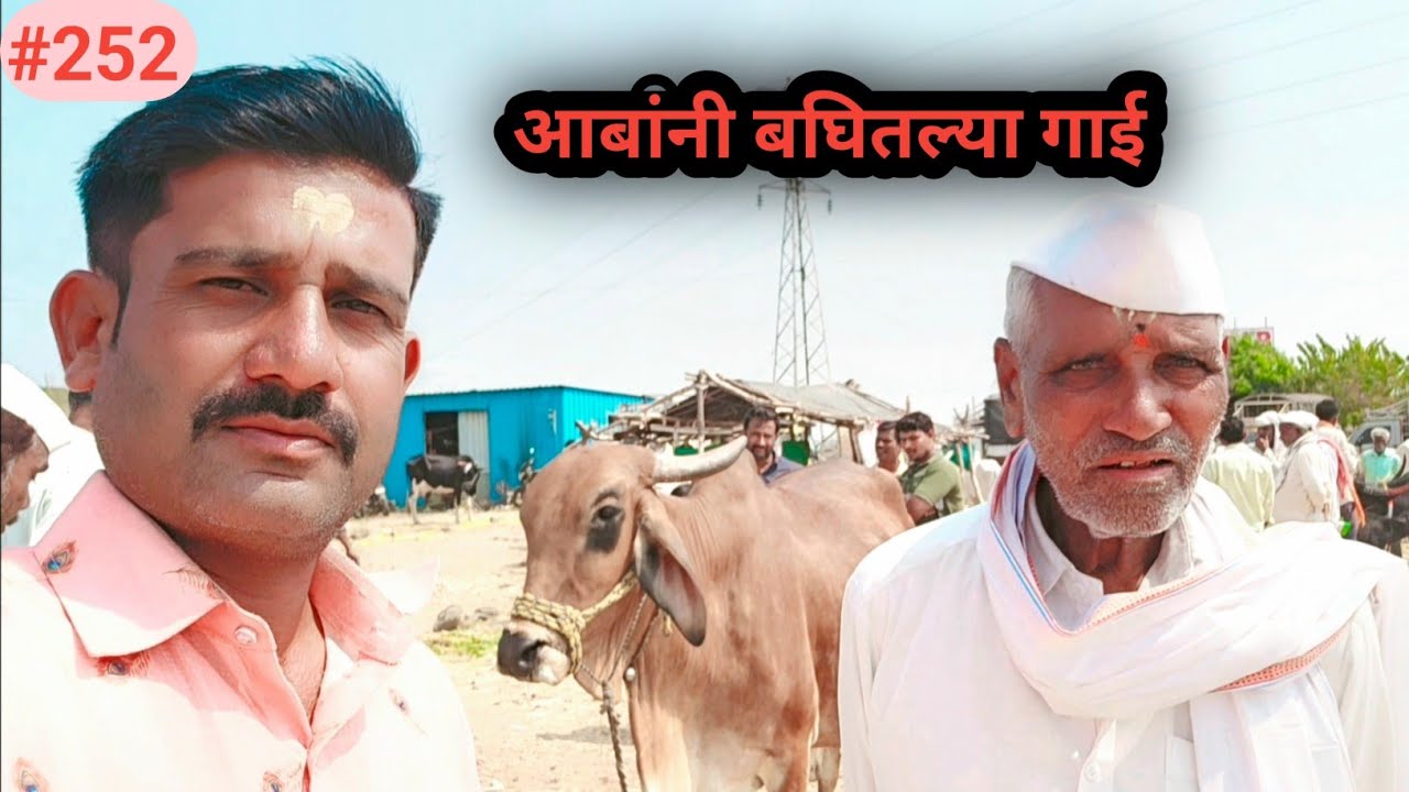 आबाला दावला जनावराचा बाजार