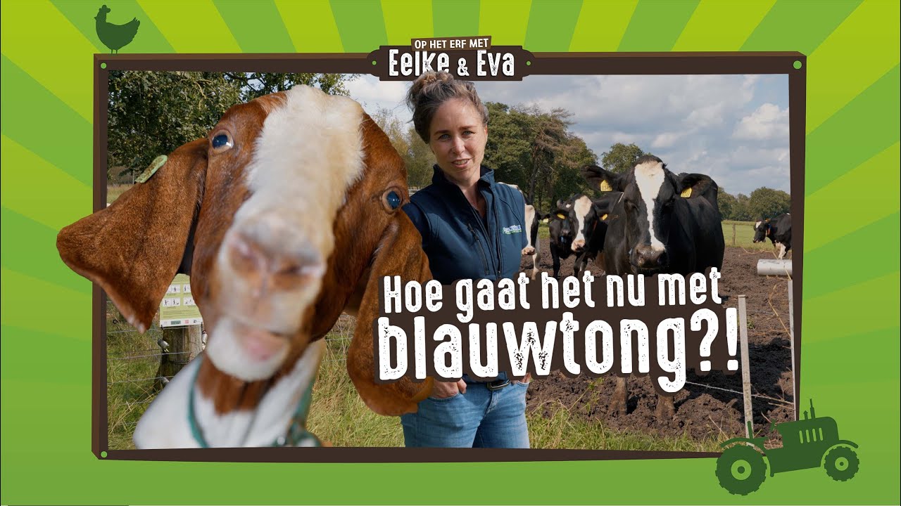 De impact van blauwtong... | Op het erf met Eelke en Eva