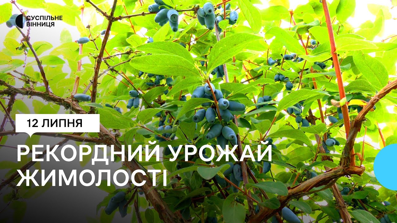 25 тонн плодів з гектару: на Вінниччині зібрали рекордний врожай жимолості