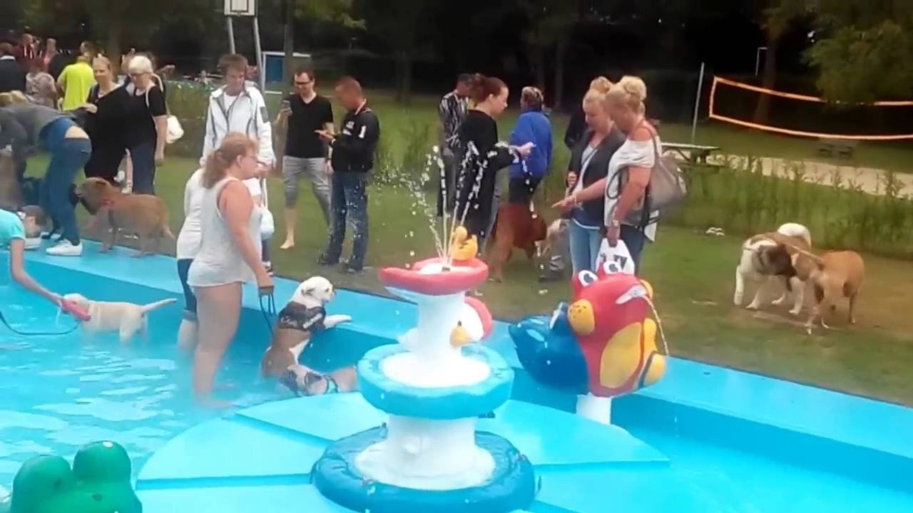 Hondenzwemmen 2016 wantijbad Dordrecht