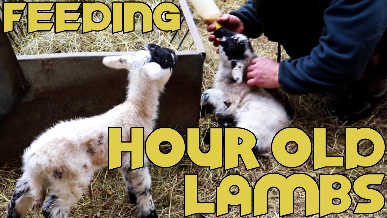 Bottle feeding baby lambs just one hour old! Very cute. (How To)