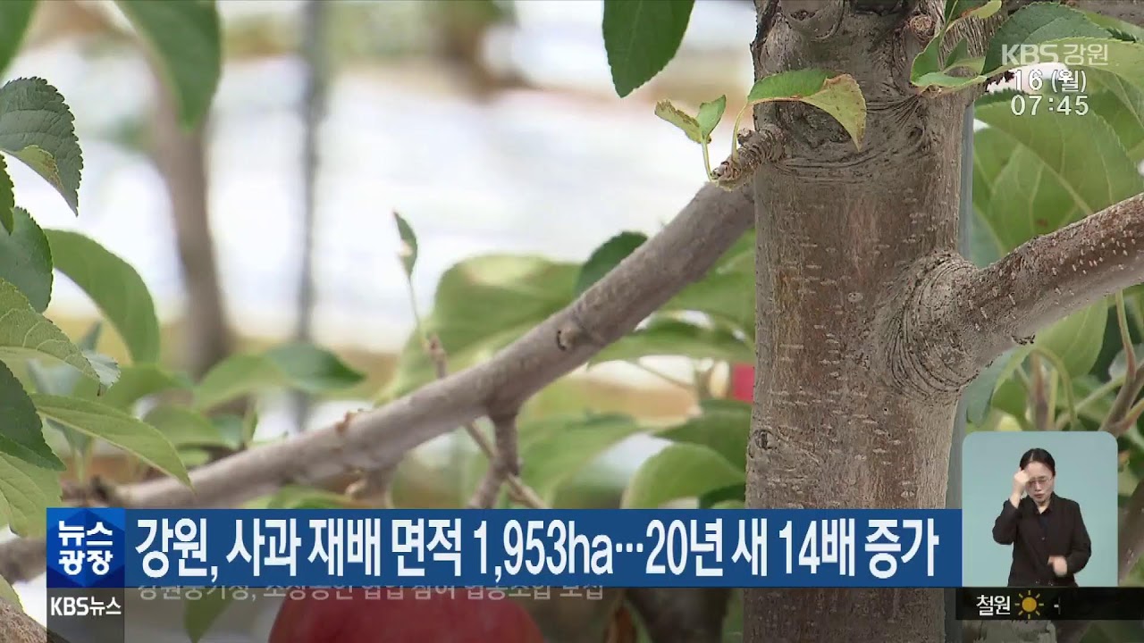 2026.3.16 KBS강원 뉴스광장