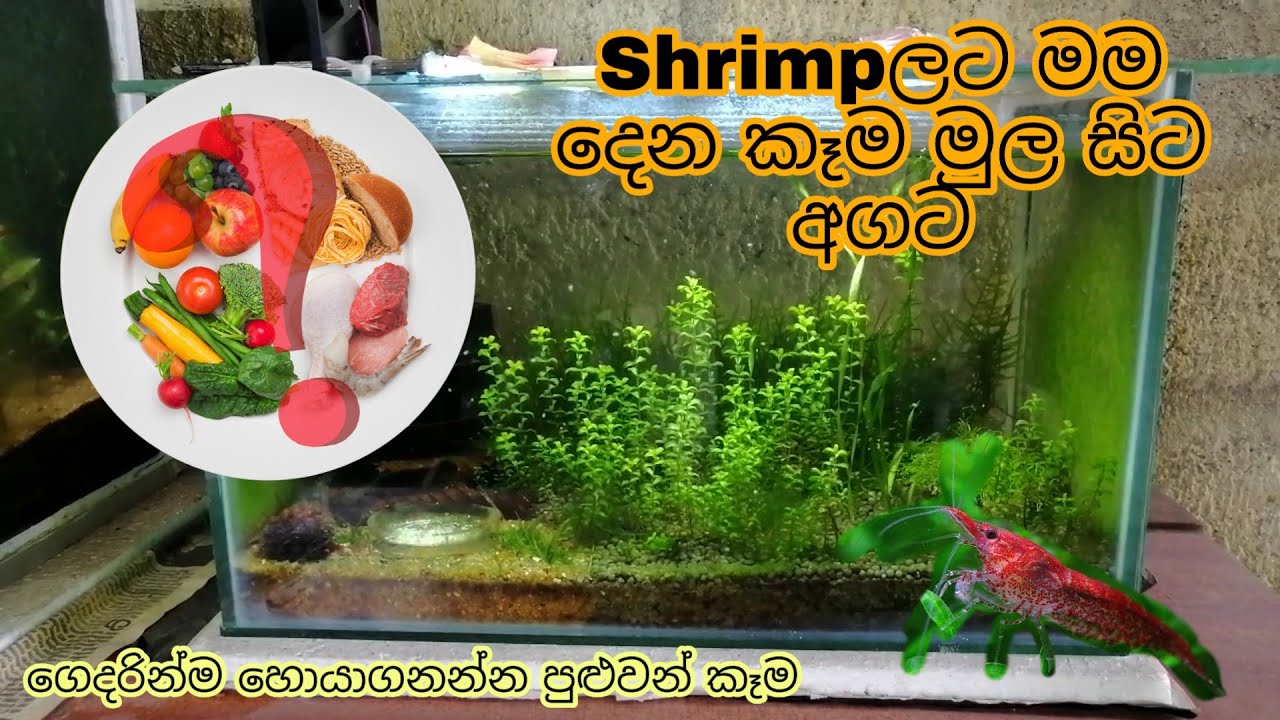 Food that can be given to shrimp at home