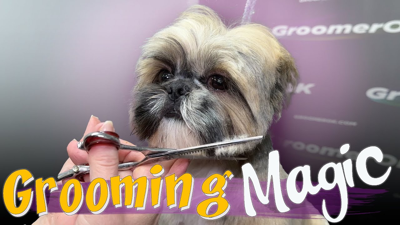 How to Groom a Shih Tzu | Easy Grooming Guide for a Stylish Look | Before & After Transformation!