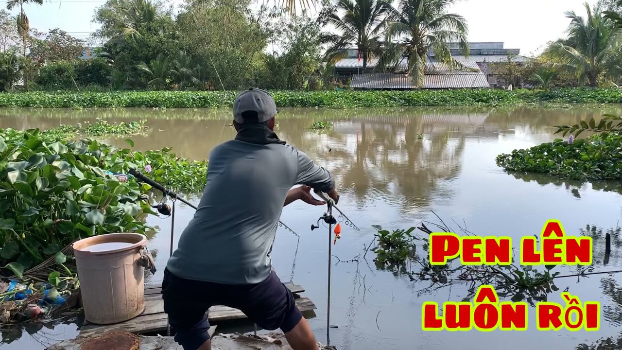 Câu Cá Tra Sông Bãi Đẹp Có Cá Bự Ăn Câu Liên Tục Luôn | Fishing Miền Tây