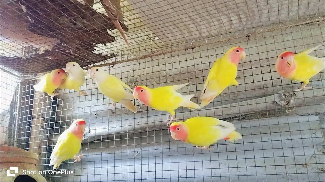 #lovebirds //#birds