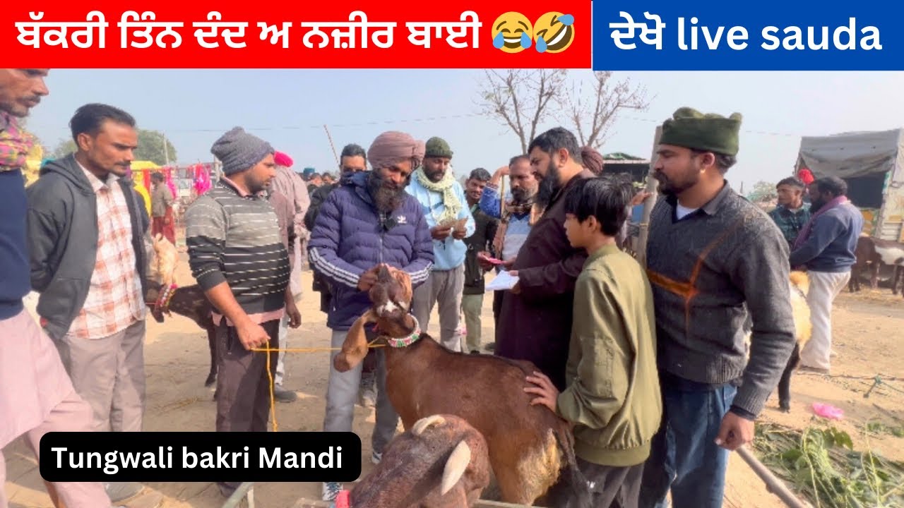 नज़ीर खान ने ख़रीदी मंडी से सस्ती बीटल बकरियाँ l TUNGWALI MANDI ll #goat