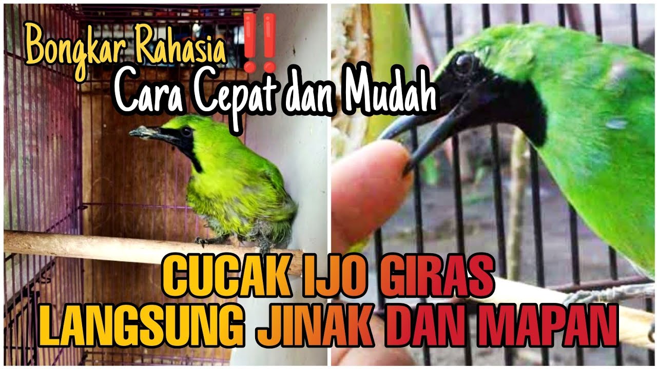 Begini Cara M3nj1n4kk4n Cucak Ijo Giras Muda Hutan dengan Mudah dan Cepat | Pemula Wajib Tahu‼️