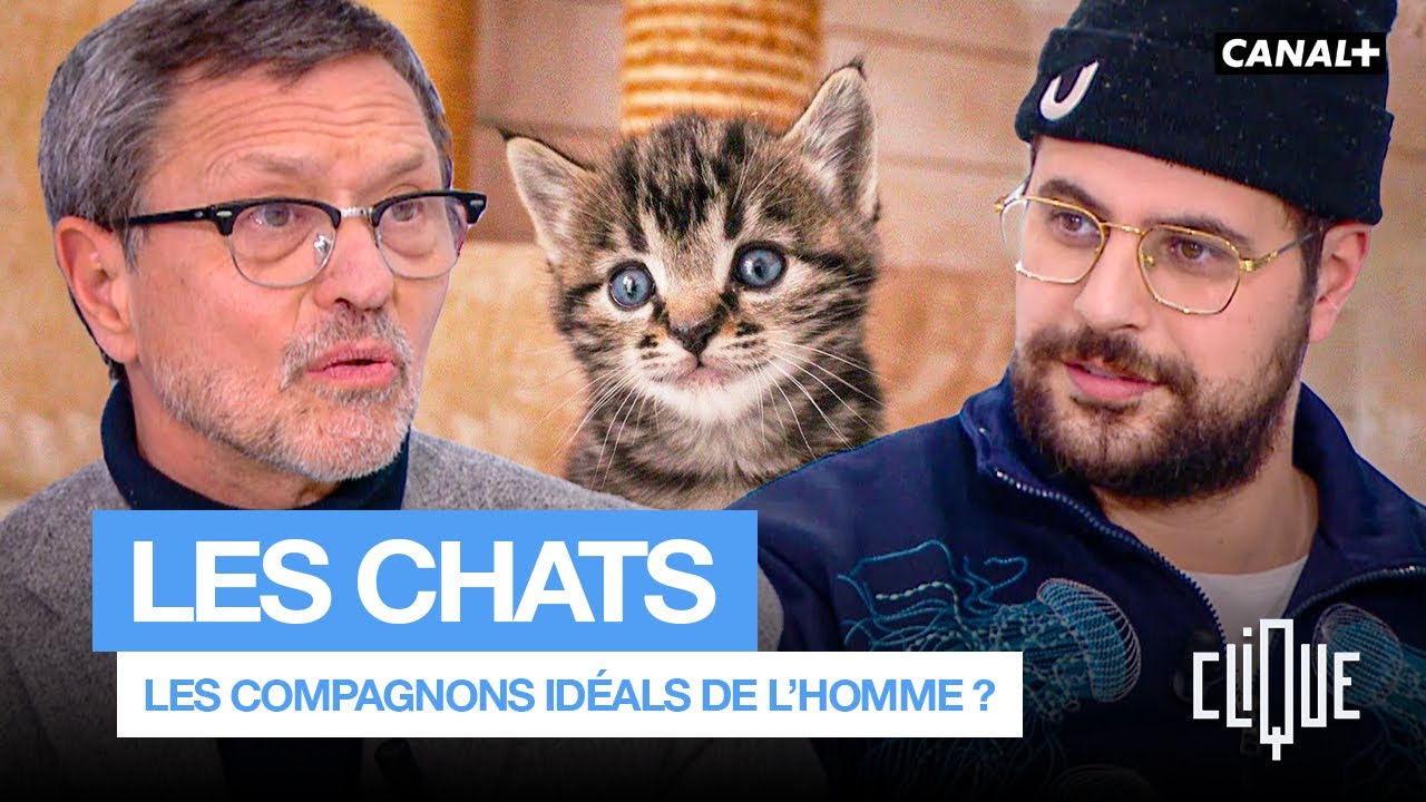 Pourquoi les chats sont les meilleurs amis de l'homme ? - CANAL+