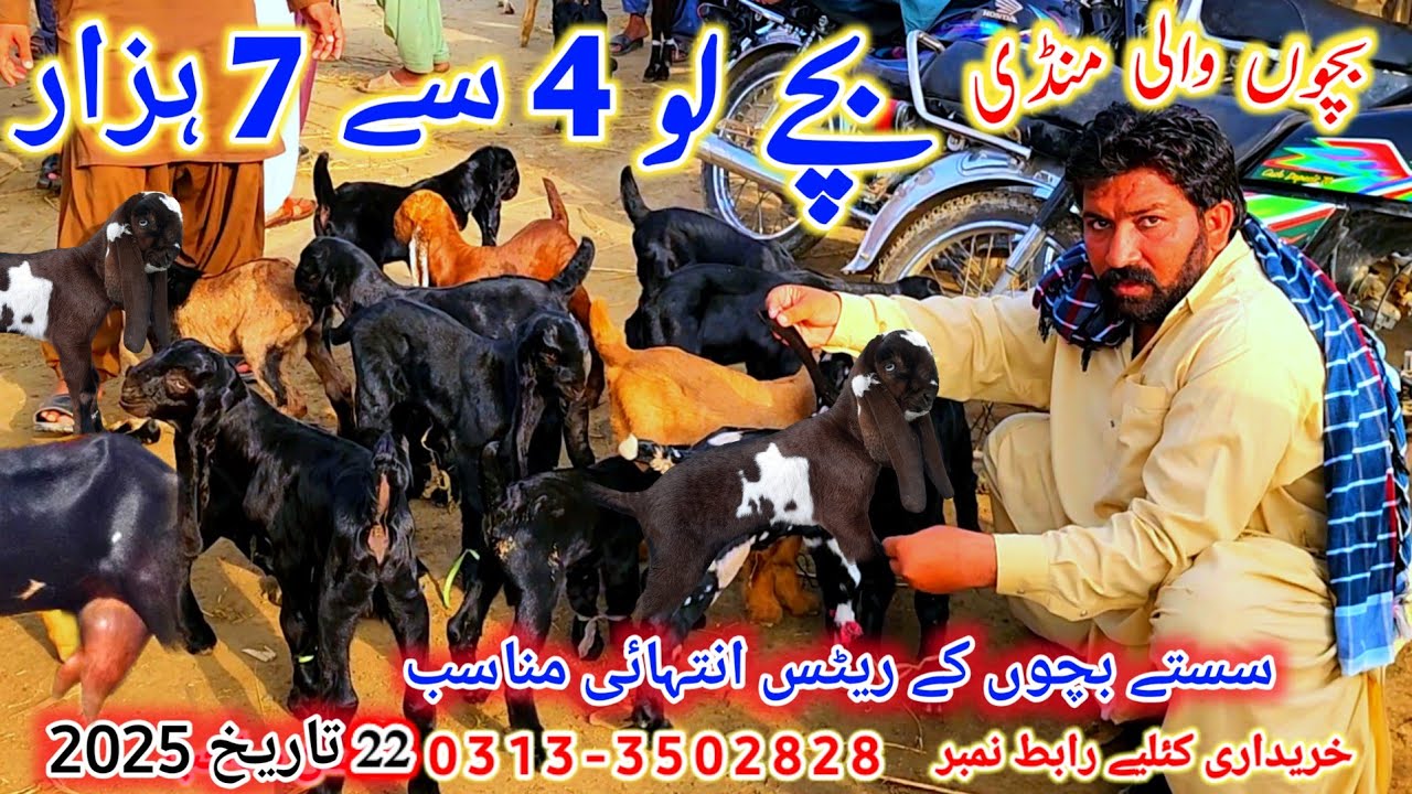 22 November 2025 بچوں والی سستی منڈی dudh waly bachy eid 2026 ky bakry سستے ریٹس والے بچے خرید لیں 