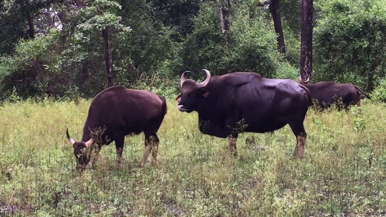 The Big herd is Indian Gaur