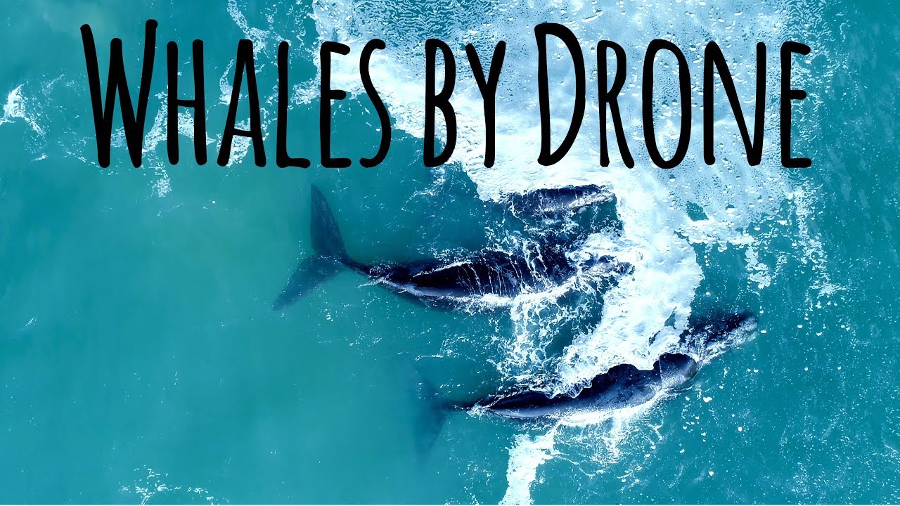 The Whales of Hermanus - 4K Drone Video