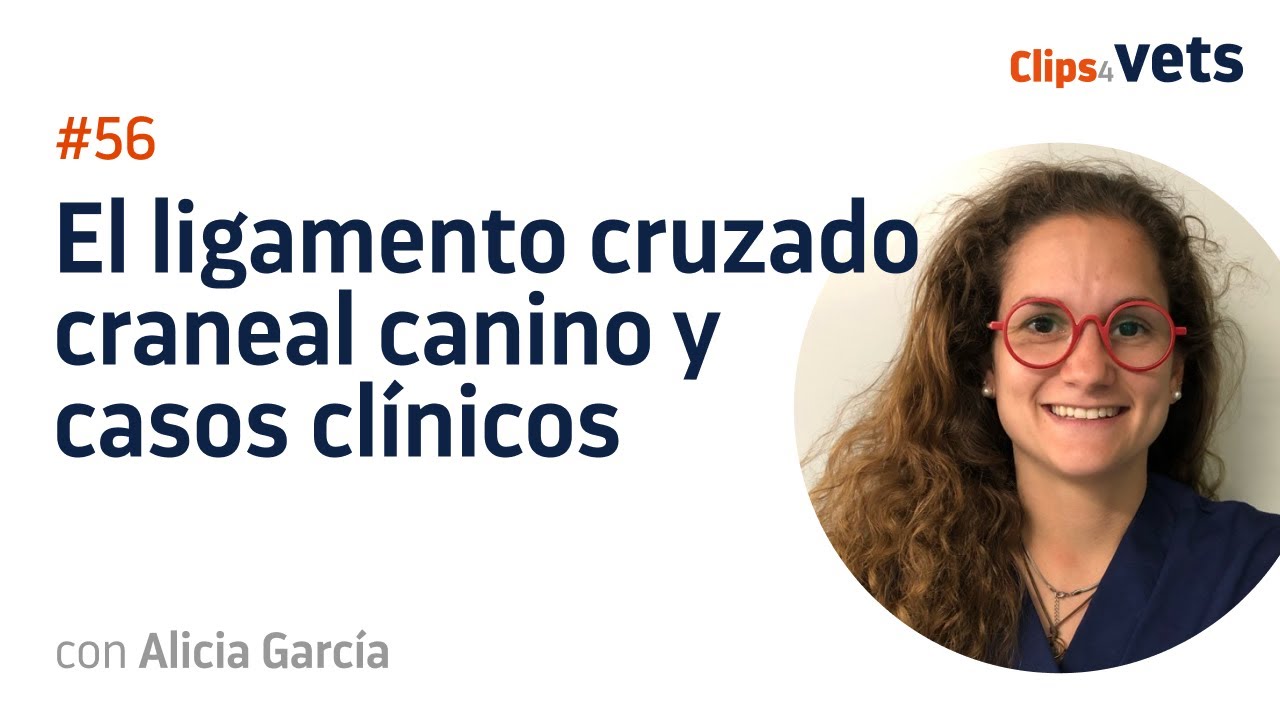 56. Clips4Vets: el ligamento cruzado craneal canino y casos clínicos.