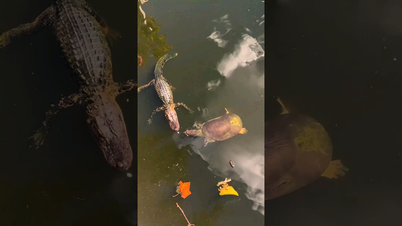 Crocodile attack turtle #animals #shortsvideo #wildlifevlogs
