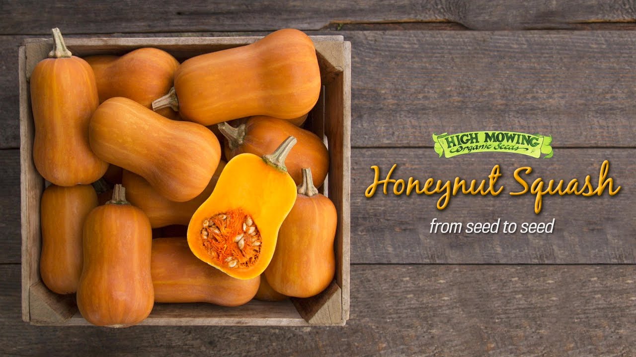 Honeynut Squash: From Seed to Seed