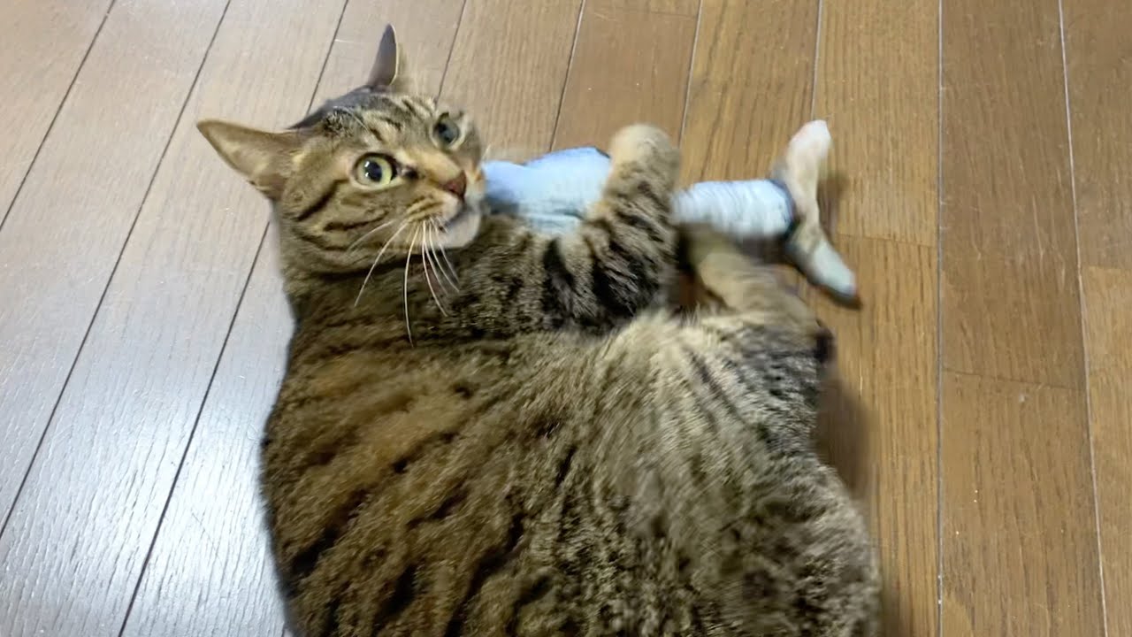 イライラして蹴り蹴りが止まらない凶暴猫　まとめ
