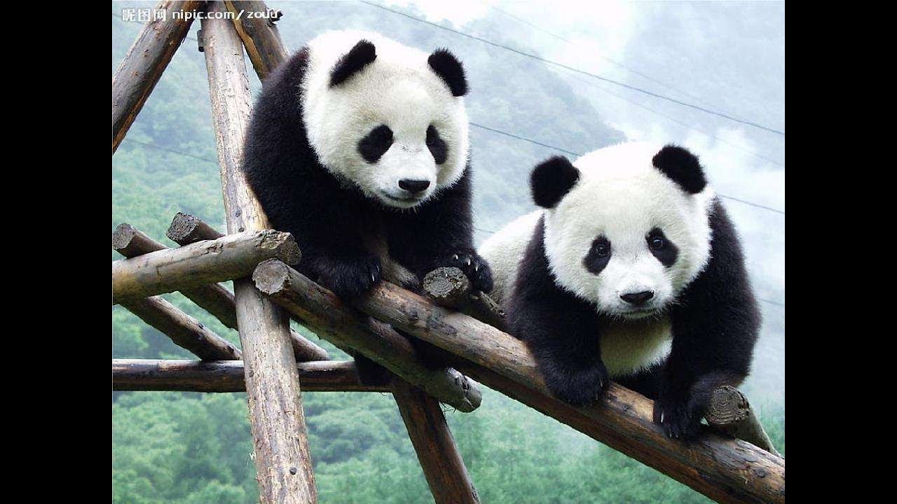 25 Panda Pictures Photography - Wallpapers Slideshow | Happy Panda Garden (Cute PANDA)