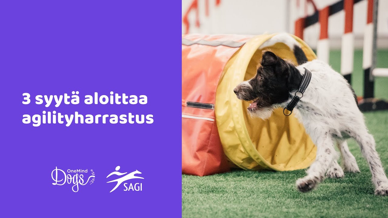 Webinaari: 3 syytä aloittaa agilityharrastus