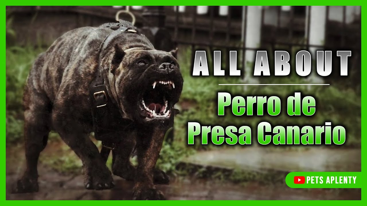 This Is What You Need to Know About the Perro de Presa Canario