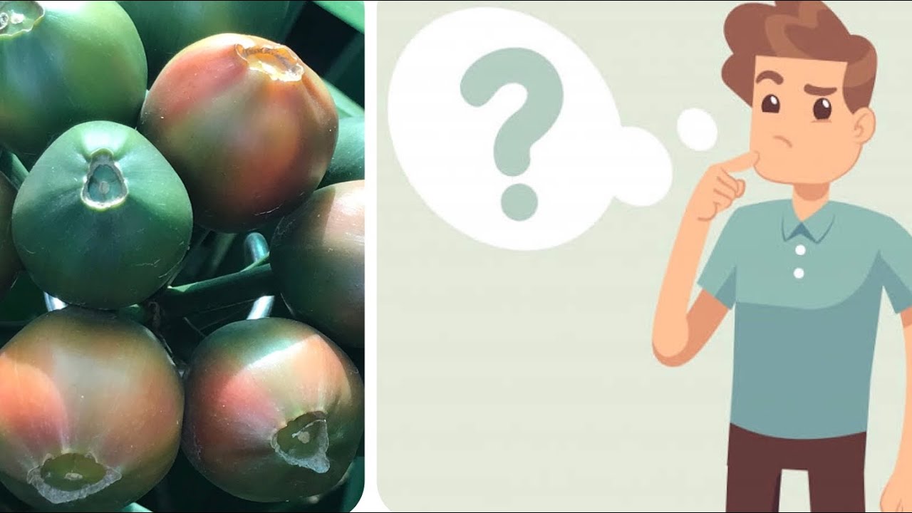 When are Clivia berries ripe?