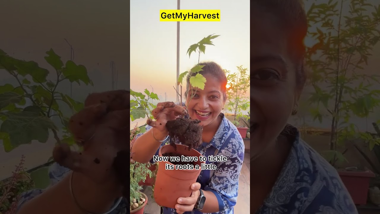 Repot Like A Pro | कैसे करें सही रिपोटिंग?  | Repotting my Lantern Hibiscus
