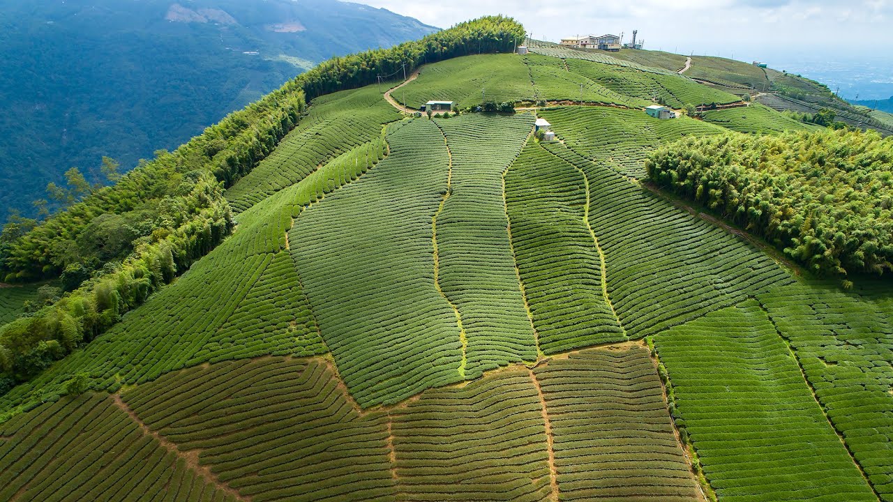 ChuShang From Above  竹山茶園空拍 ４K