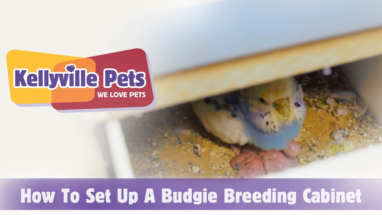 Kellyville Pets | How To Set Up A Budgie Breeding Cabinet
