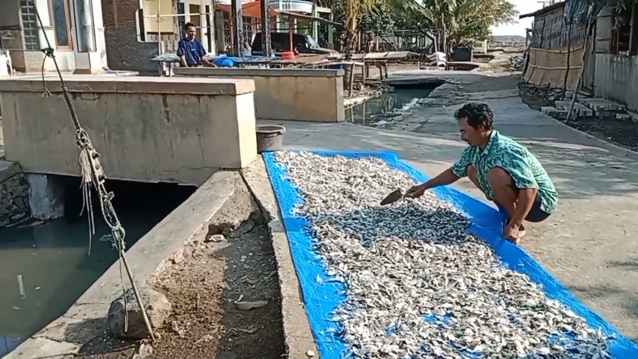 Profil Desa Kedungmalang #profildesa #jepara #kedungmalang