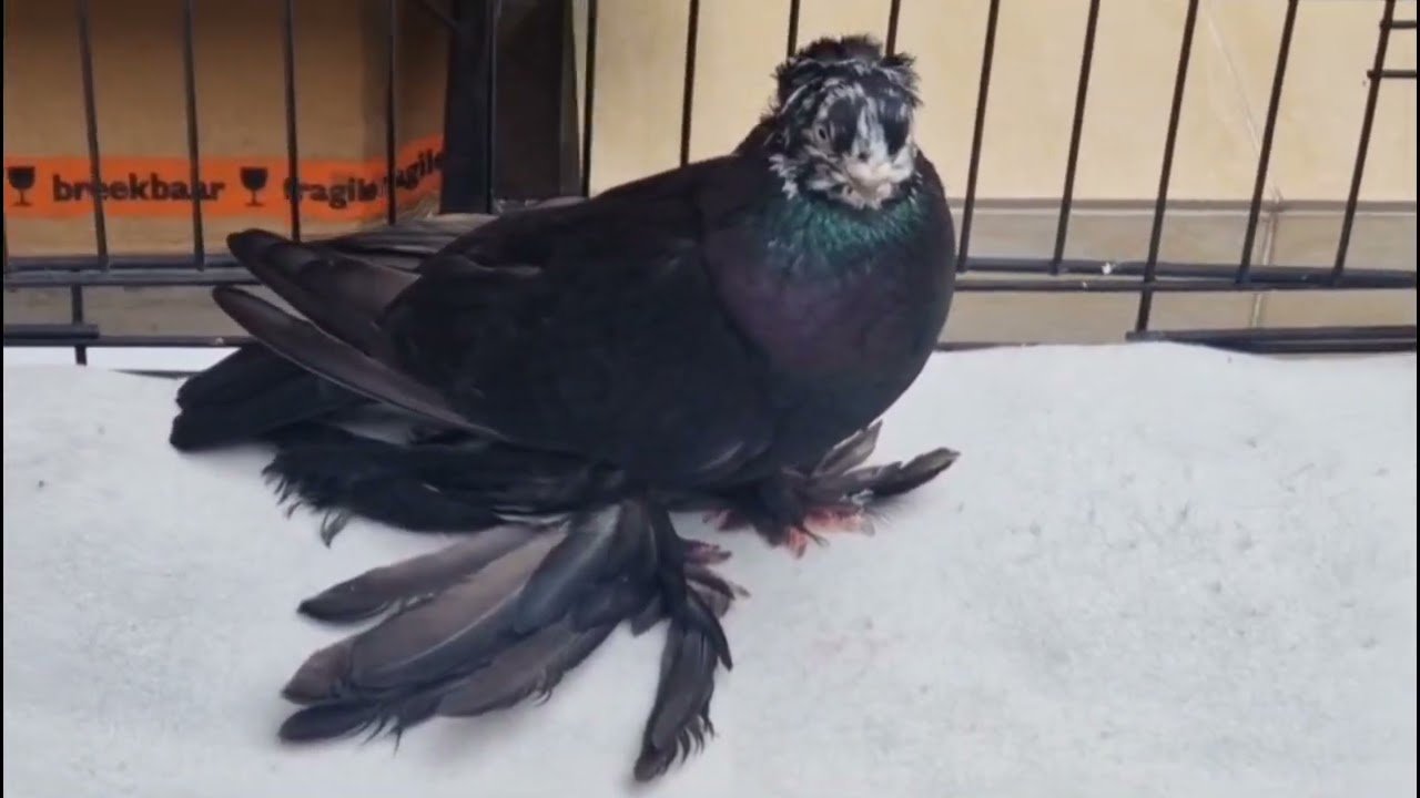 Узбекские голуби Pigeons الحمام Tauben  merpati کبوتر 鴿子 ハトkaʙūtar güvercinler porumbei 27/07/24