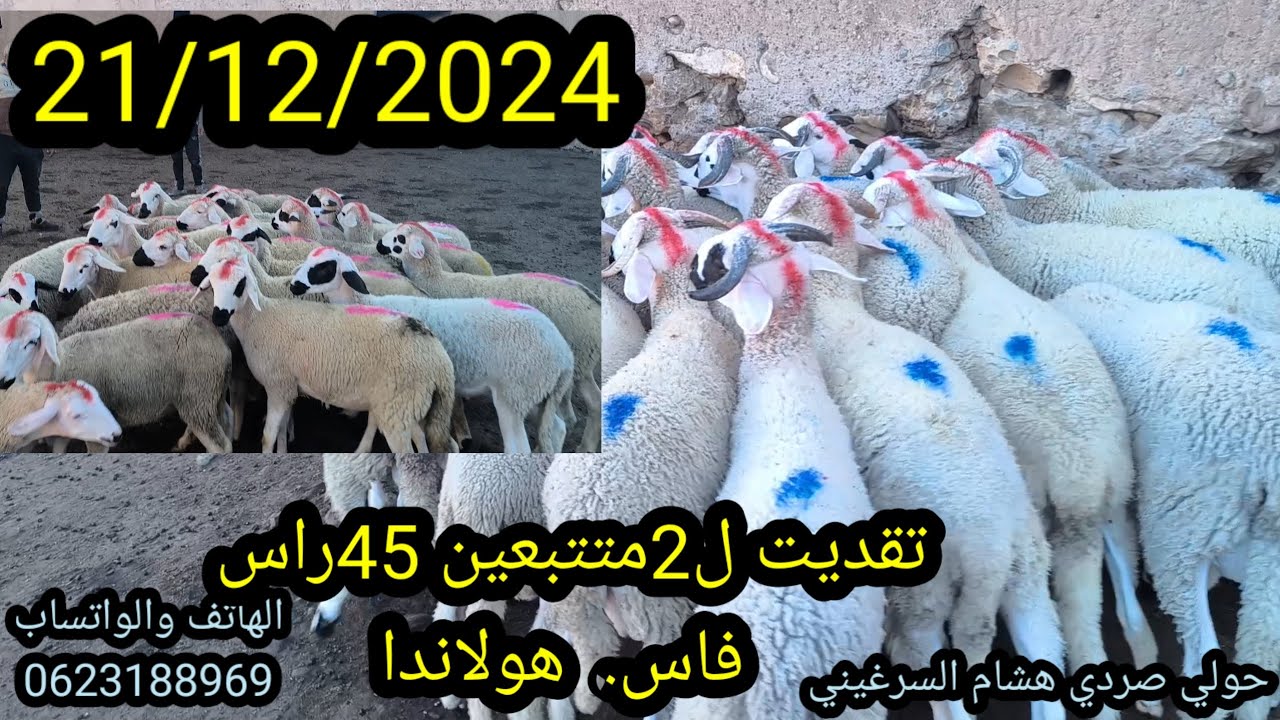 بسم الله تقديت #ـل2متتبعين  #ـ45ـراس كل من #ـفاس #ـهولاندا  الله يربحهم #ـ21ـ12ـ2024