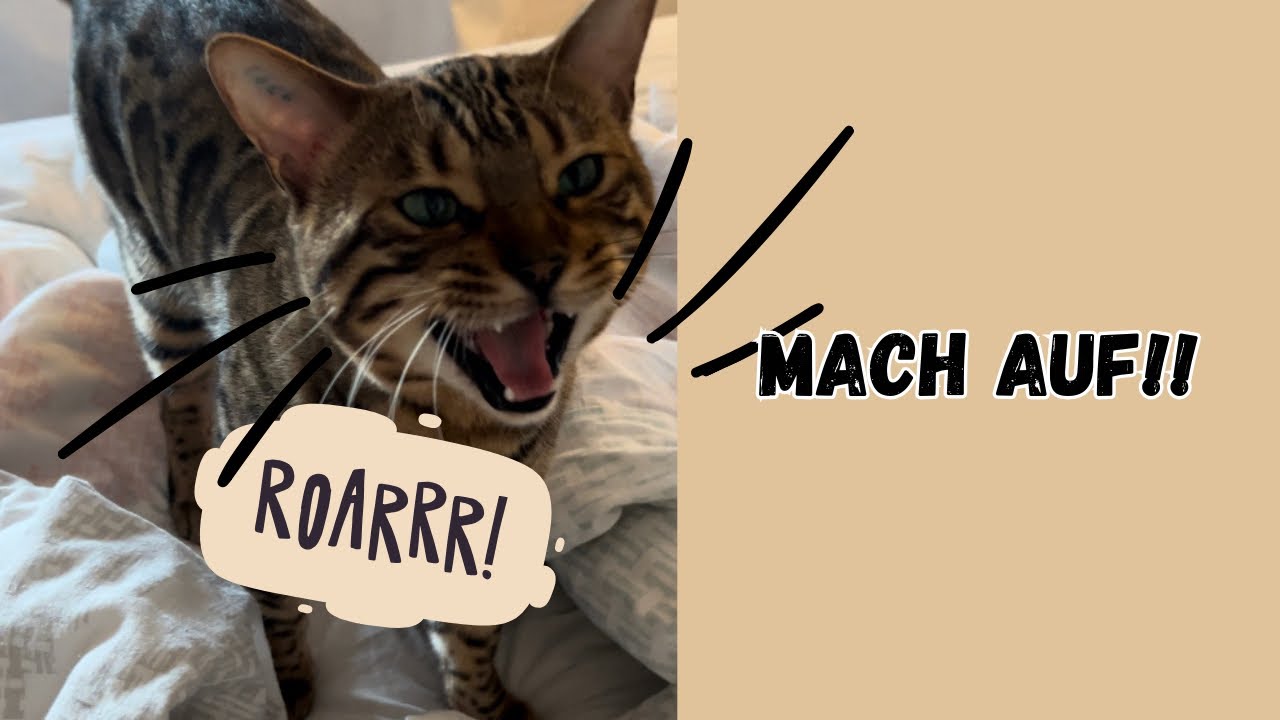 Katze miaut vor der Tür