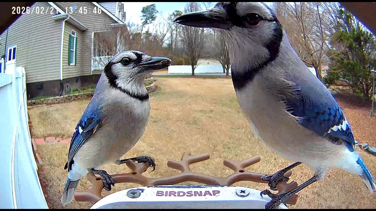 Action at the Feeder