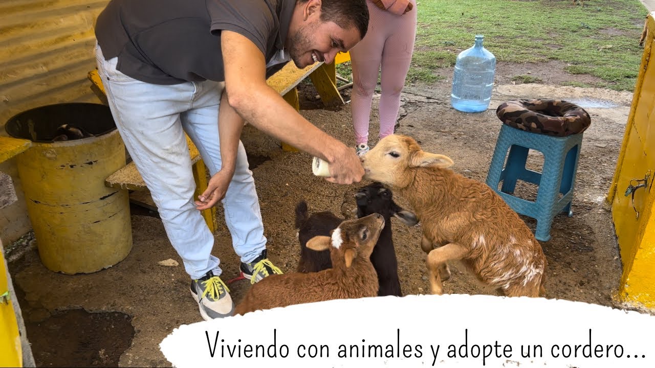 Así es vivir con muchos animales, adopte un cordero y busco finca para vivir