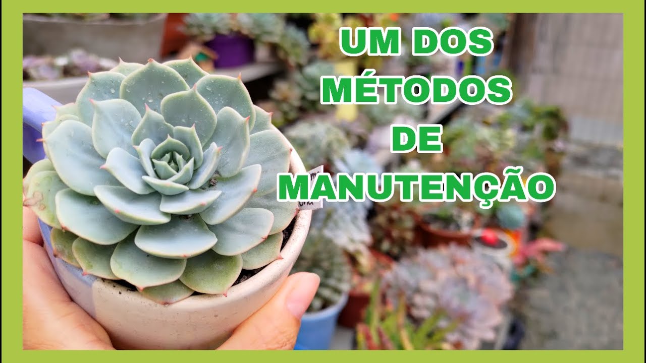 PODA da Topsy debbie e cuspidatum com fio | Simone Felic