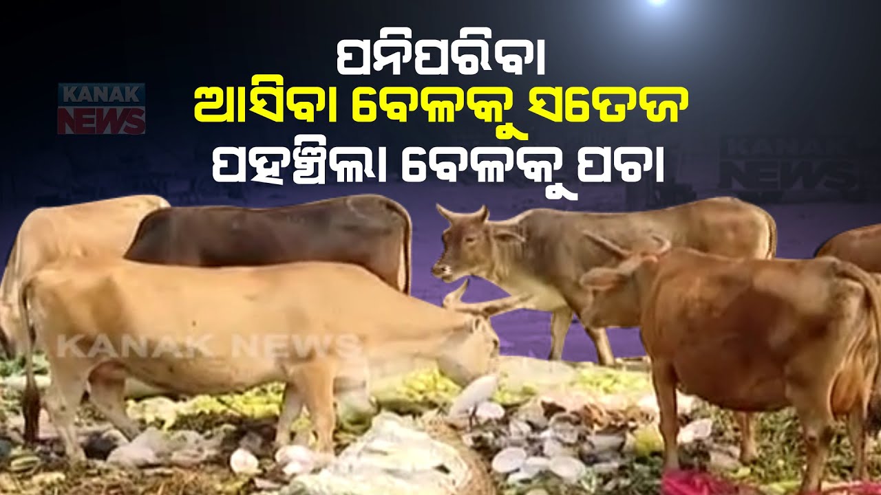 Cattle Feeds Rotten Vegetables At Unit-1 Market Due To Drivers Protest In Bhubaneswar