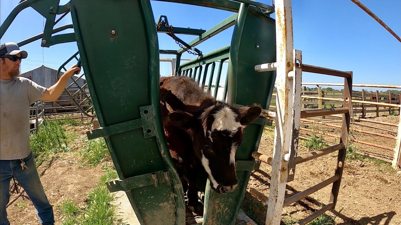 Weighing Steers with the Gallagher W-1 Weighing System