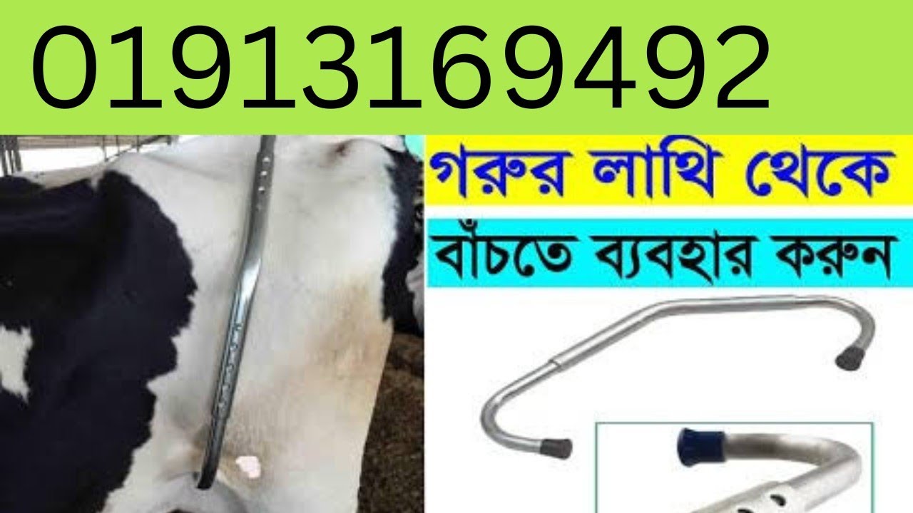 এন্টি কিক লক। গাভীর লাথি বন্ধ করার ম্যাজিক।
