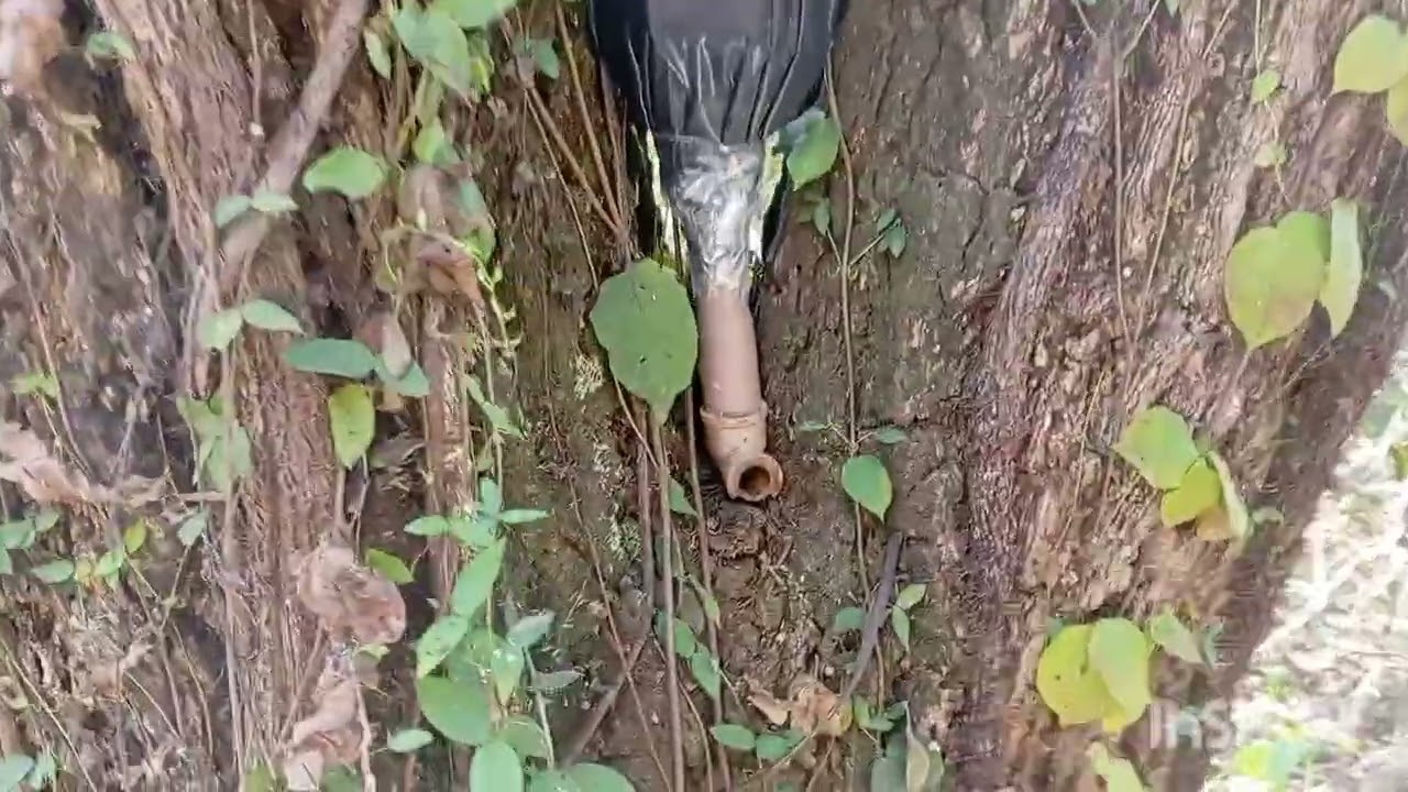 Armando Iscas Para Abelhas Nativas Em Santa Luzia 