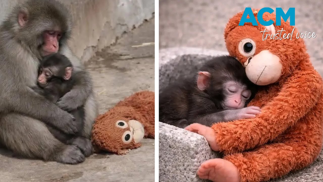 ‘Punch’ and his plushie: baby monkey becomes internet celebrity