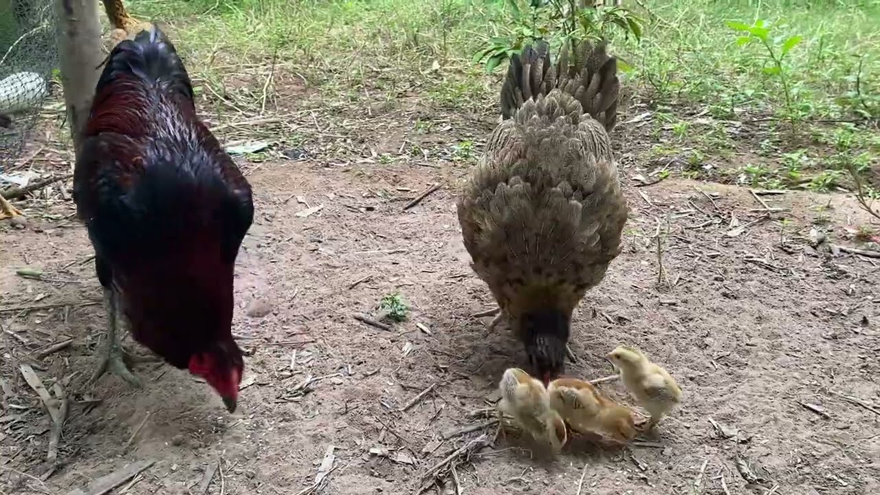 Catch Cute Chickens, Colorful Chickens, Rainbow, Chicken, Rabbits, Cute Cats, Ducks, Animals Cute