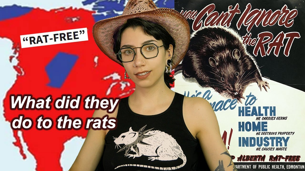 The Great Canadian Rat War