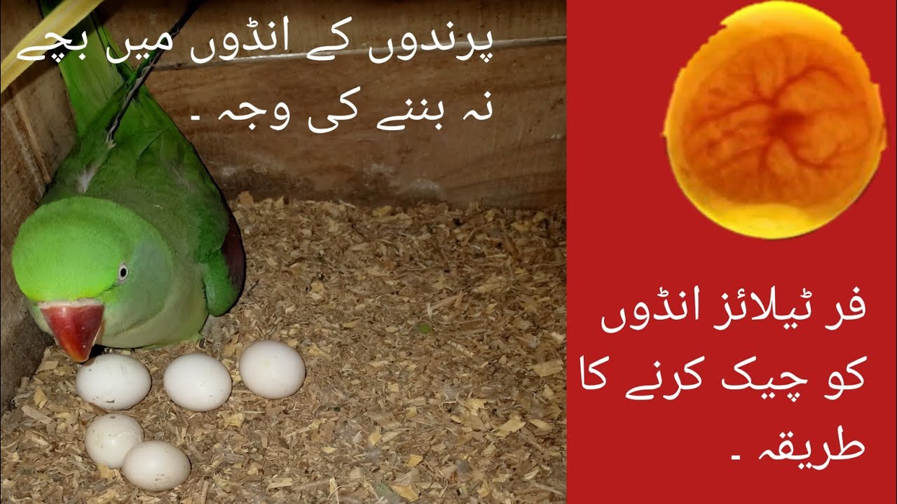 Raw parrots infertility reason را طوطوں کےانڈوں میں بچوں کا نہ بنااور فرٹلائز انڈے چیک کرنےکا طریقہ۔