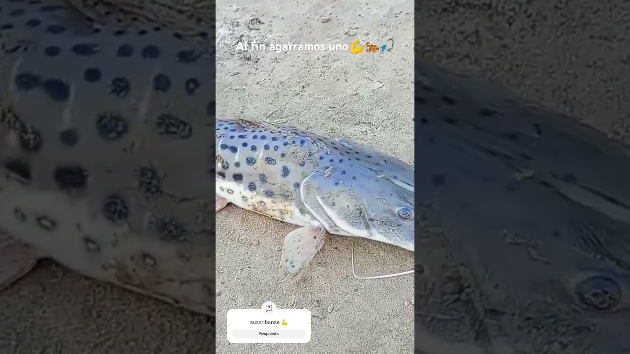 Surub&iacute; #surub&iacute; #fishing #rioparana #villaurquiza #humor #pescando #argentina #fish #suscribete #pez
