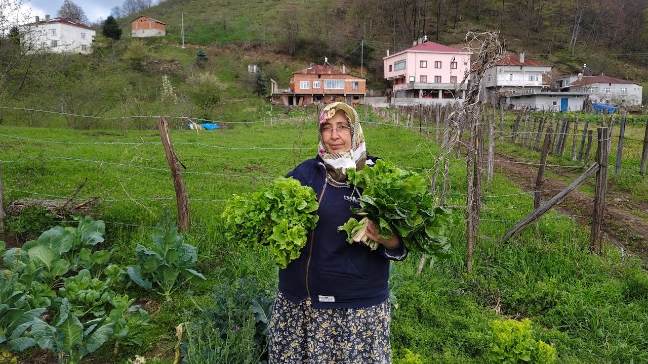 🥗 BAH&Ccedil;EDEN SOFRAYA TAZELİK! ✨ Kıvırcık Marul ve Pazı Hasadı Yaptık