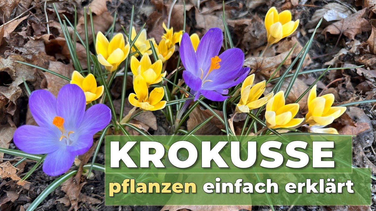 Krokusse setzen im Herbst 🌱 | So setzt du Krokuszwiebeln richtig.