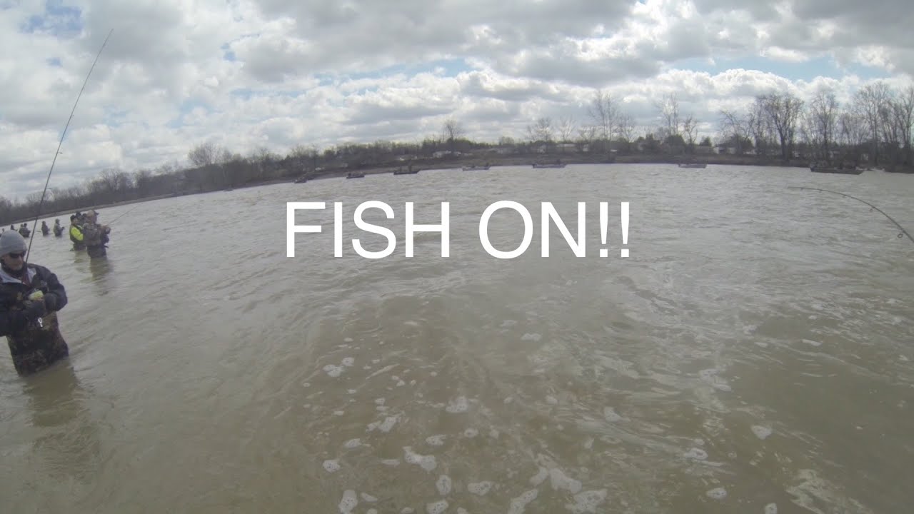Fish On!! 2016 Maumee River Walleye Run
