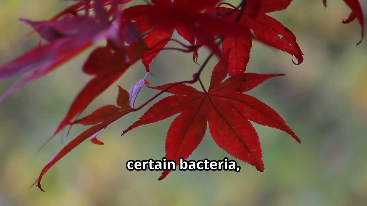 18 Surprising Health Benefits of Red Maple You Didn&rsquo;t Know About