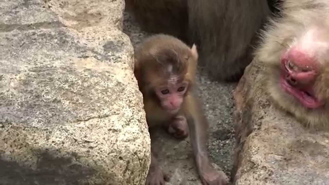 波勝崎苑の子猿295